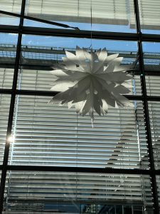Weihnachtsstern im Gegenlicht